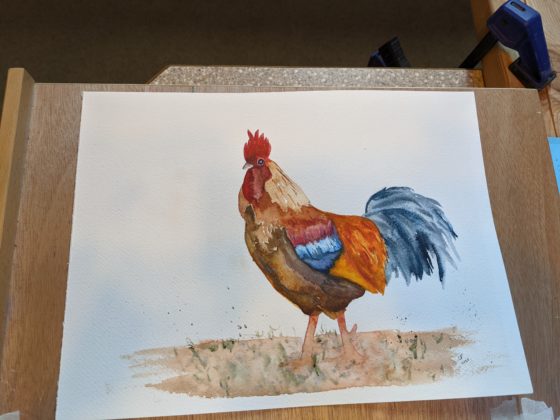 Rooster in watercolor